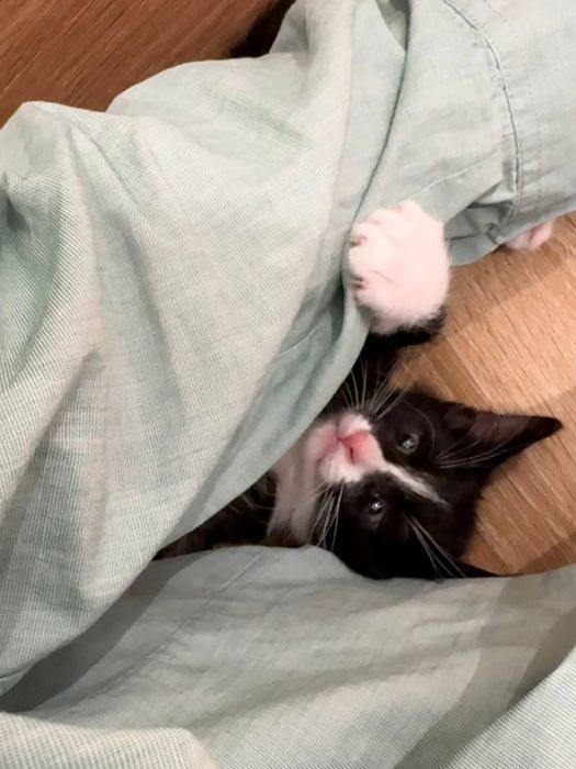 Спасённые котята ищут семью