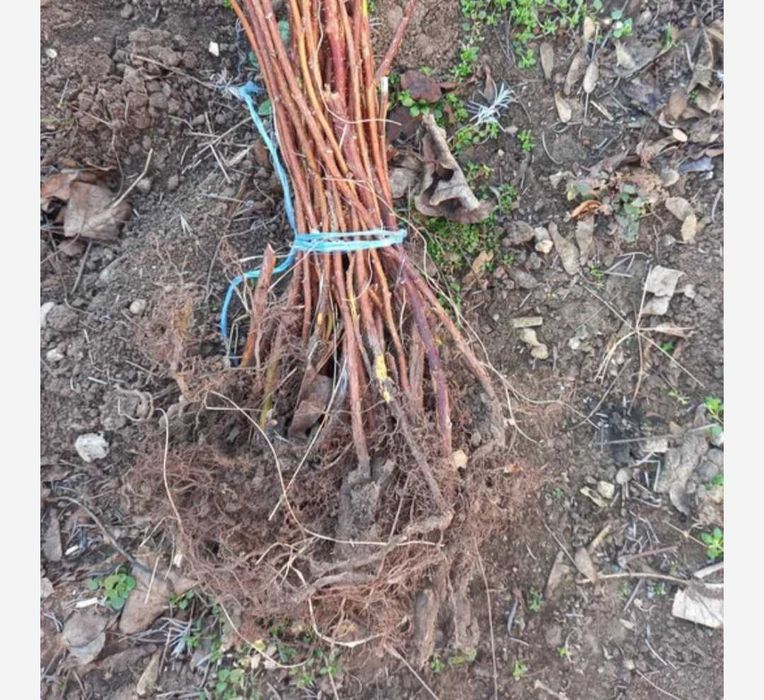 Разсад Ягоди и Малини