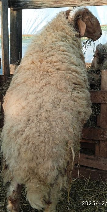 Berbec awassi avas pentru prăsilă