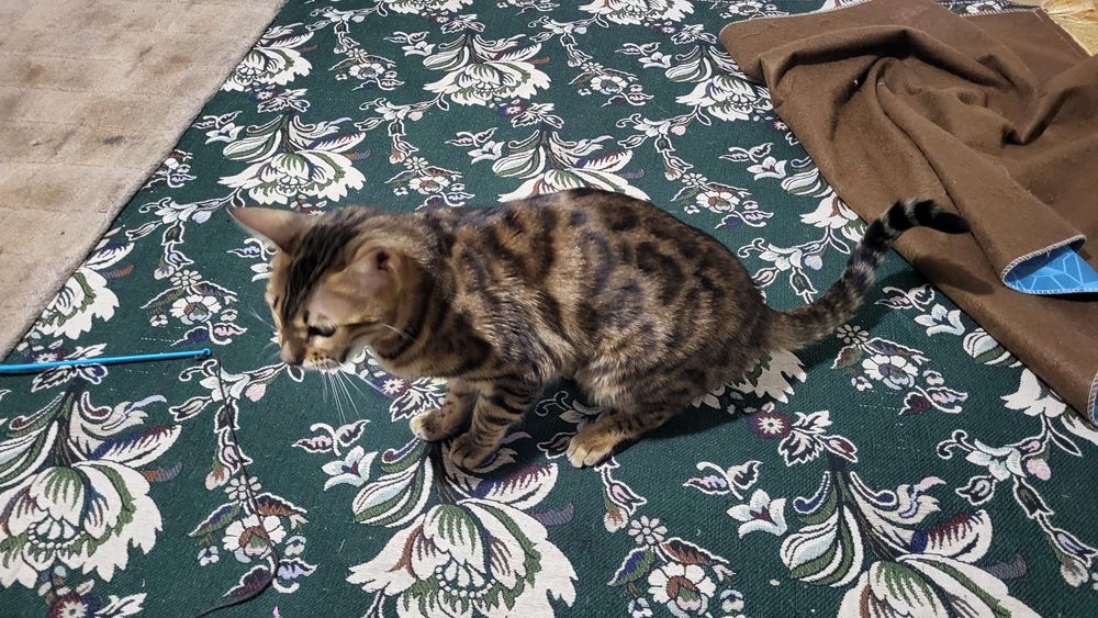 Кошка 1.5 годика