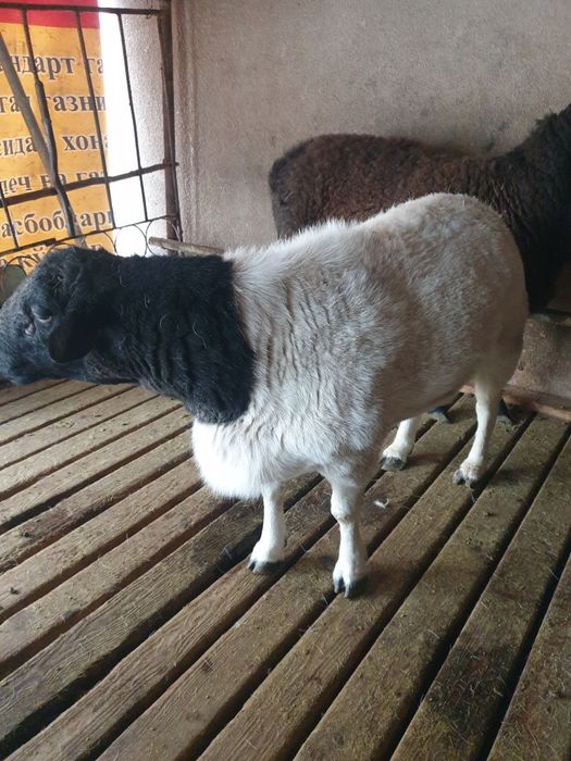 Dorper qochqor sotiladi