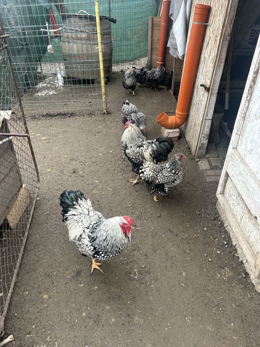 Vand Cocosi Wyandotte ,an 2025