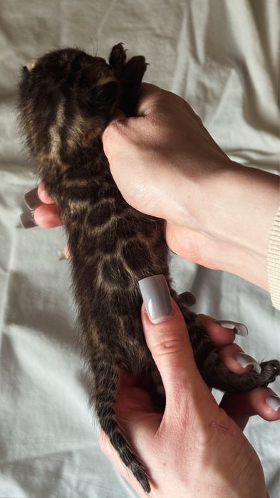 бенгальские котята