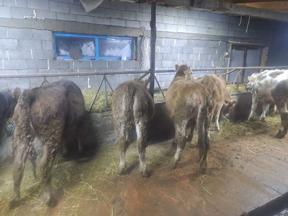 Продам телят. Тёлочки.