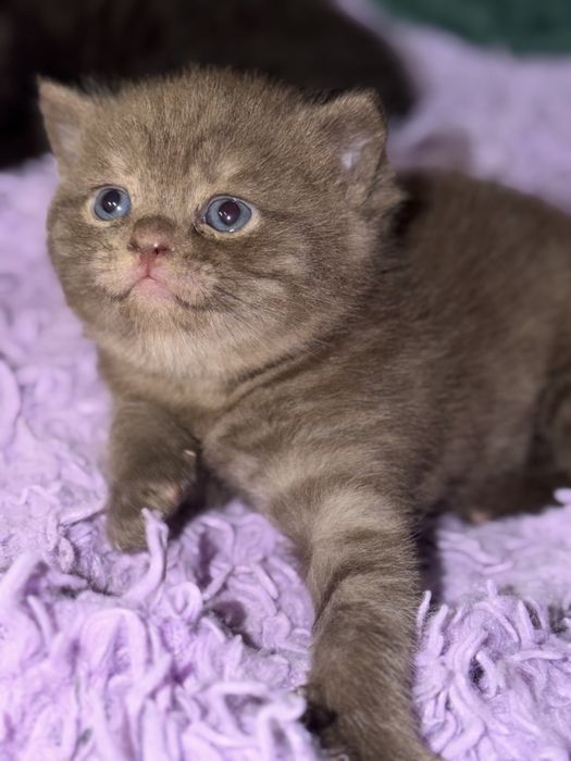 Шотланские котятя