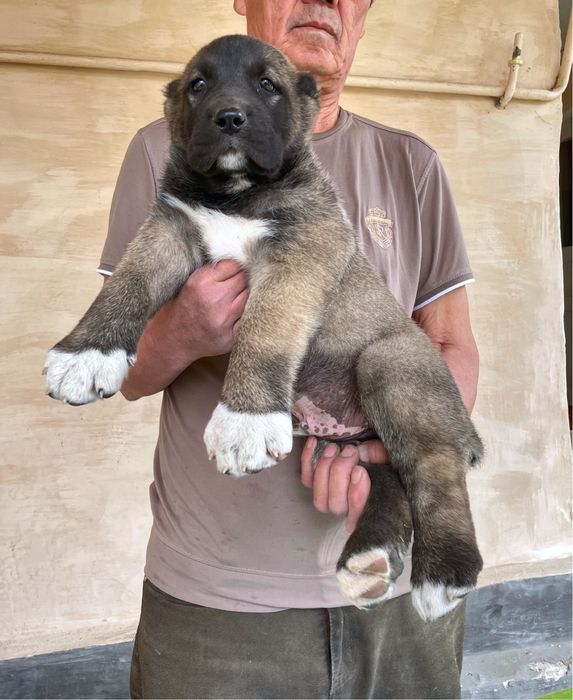 Щенок Турецкого Кангала ( Чистокровный )