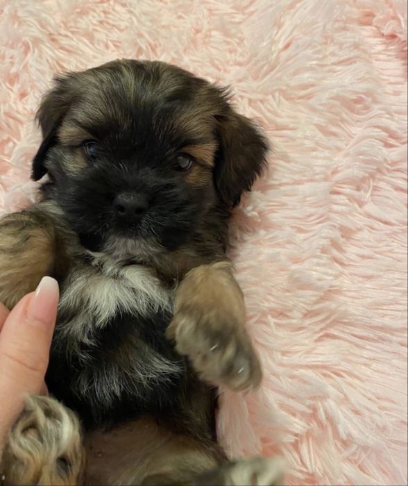 Bichon havanez mini 550 lei