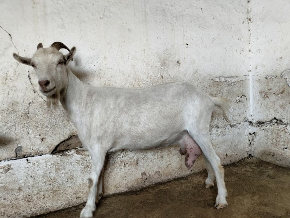 Ешкі гарантиясы мен