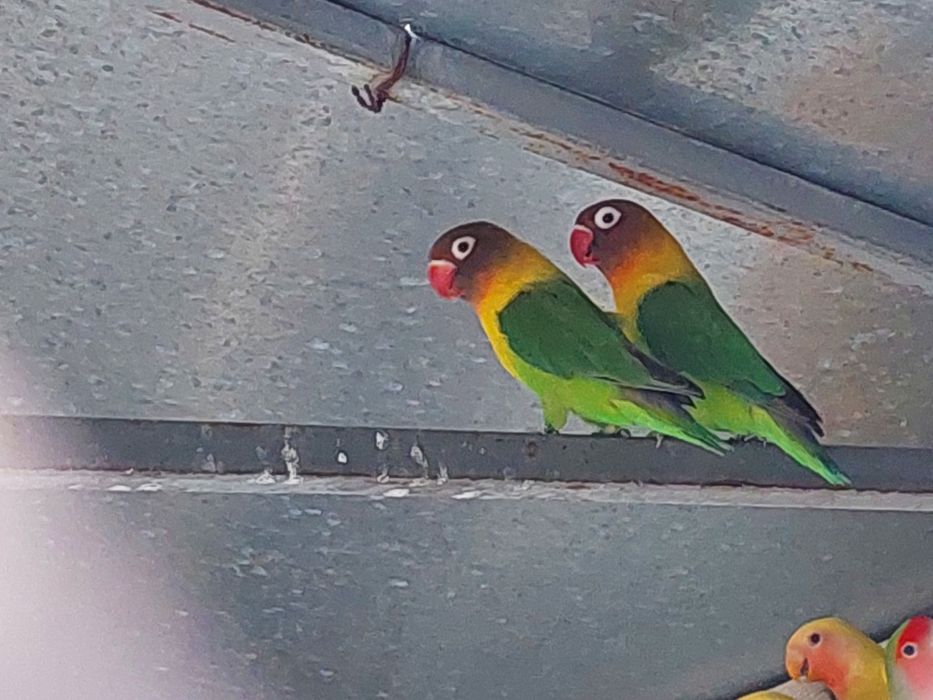 . неразлучники .волнистые .кореллы