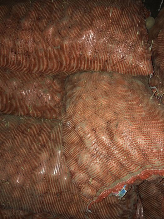 Картофель семяной