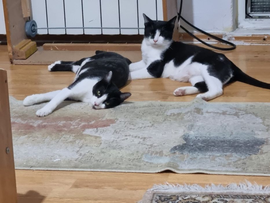 Motanei superbi de adoptat, pisici de adoptat,puiuti de pisica adoptie