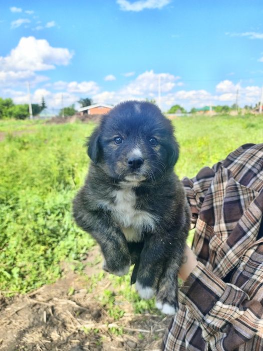 Щенкам нужен дом