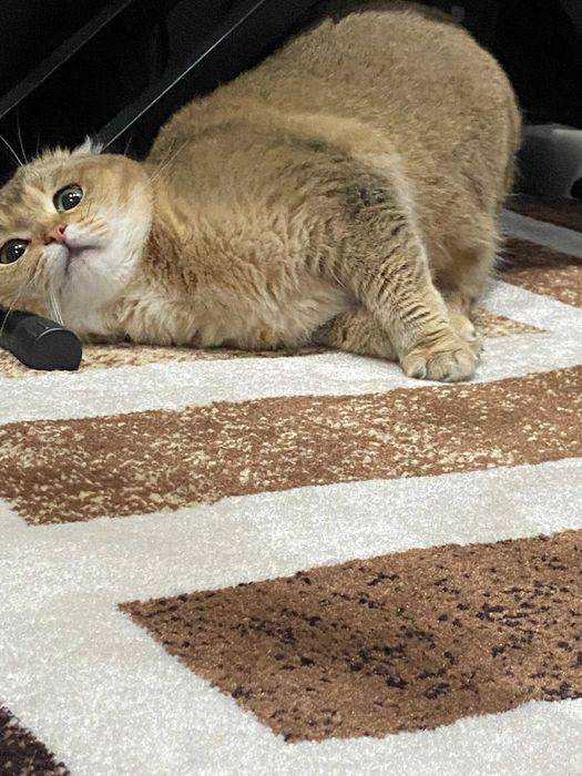 шикарные  драгоценные малыши шиншиллы