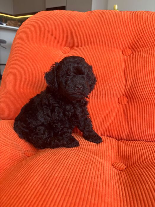 Черен Той пудел момче и момиче