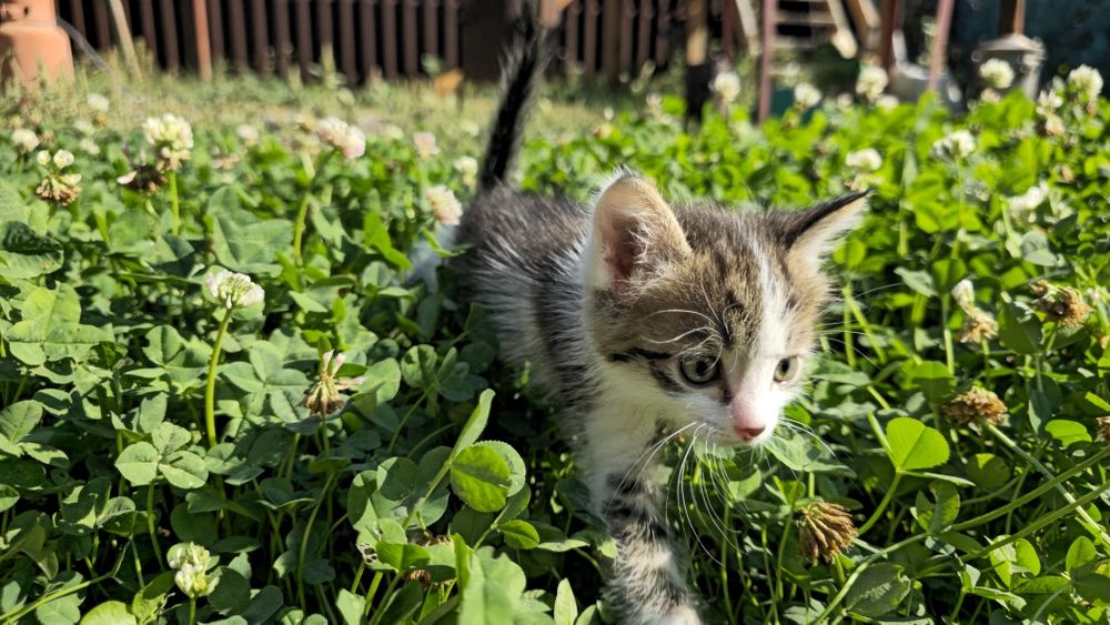 отдам котят в добрые руки