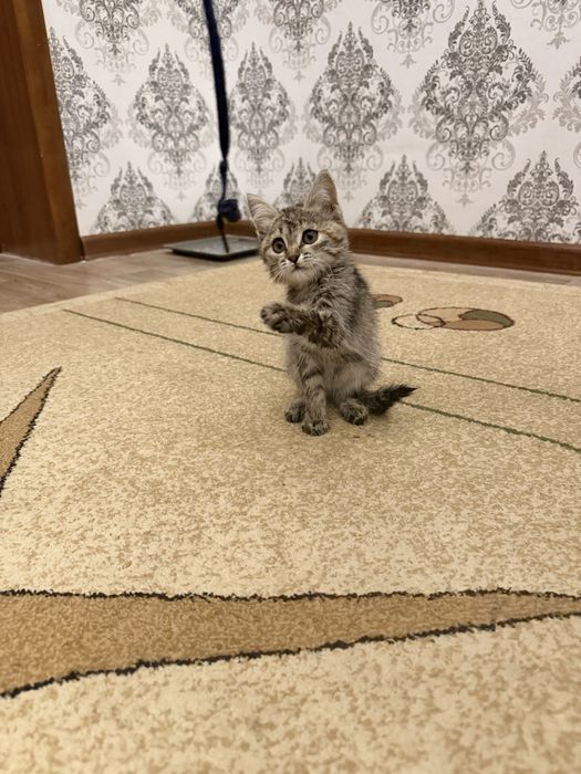 Продается котёнок двухмесячный