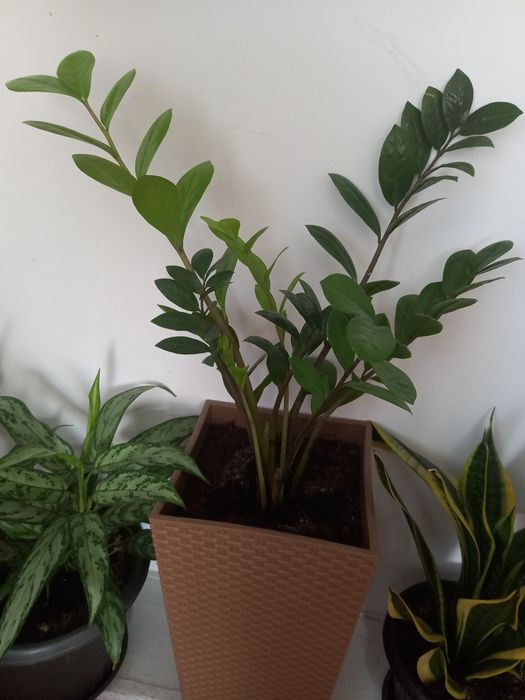 Продам долларовое дерево