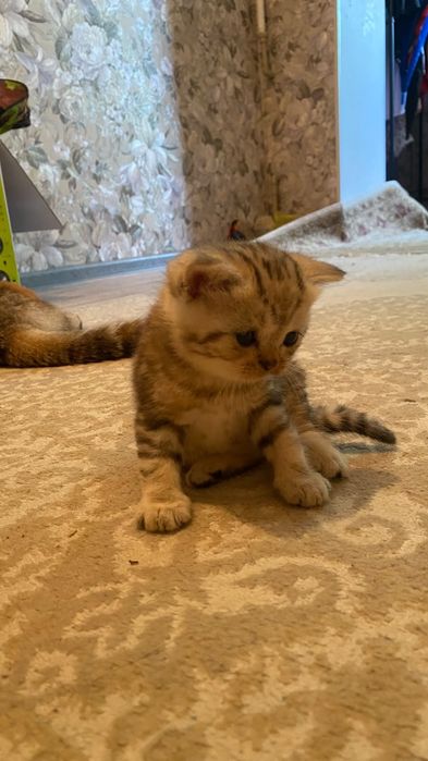 Шотландские котята
