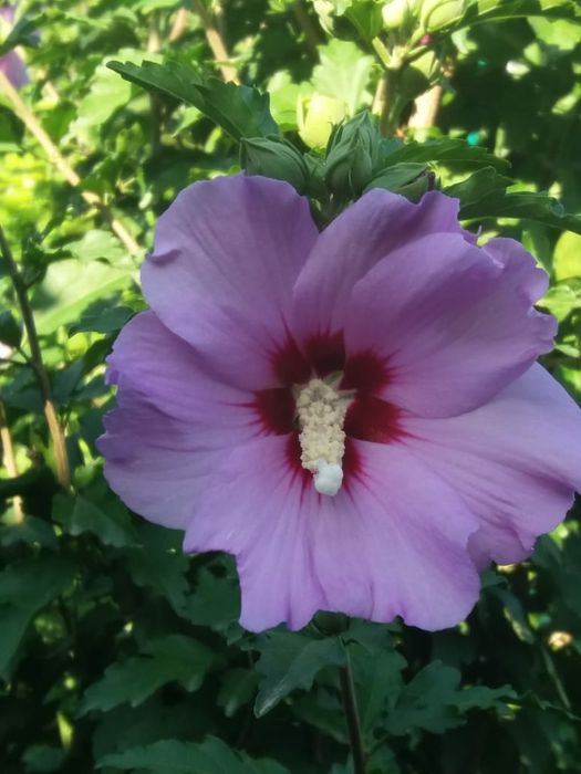 Древовидные Гибискус