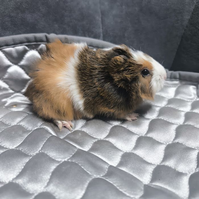 Морские свинки маленькие