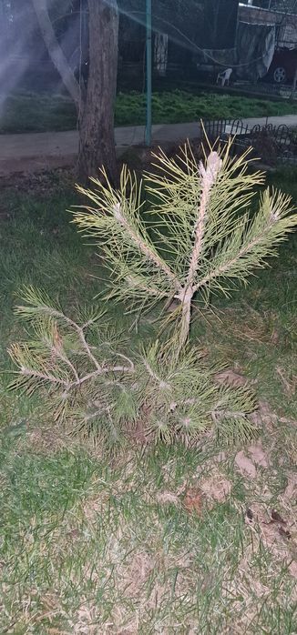 Сосна 2шт, 1метр