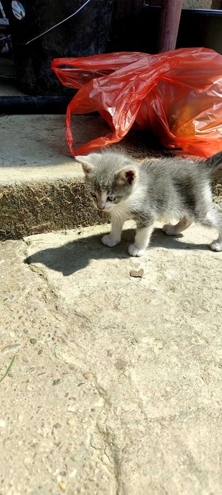 Подарявам 6 котенца