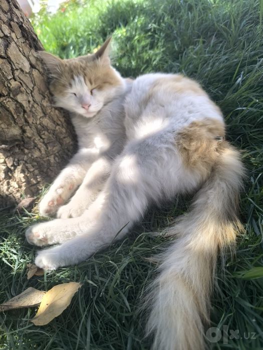 Бесплатно отдаю Кота Бепул эркак мушикни бераман