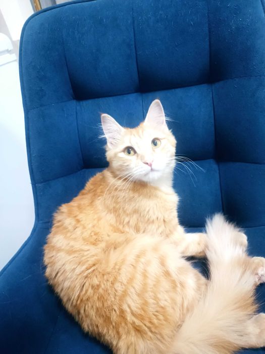 Девочка милашка, стерилизованная