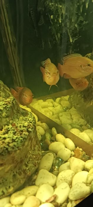 Хромис красавчик