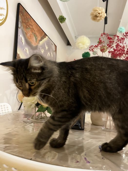 Отдам в добрые руки кошку