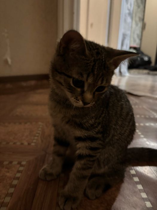 Отдам в добрые руки