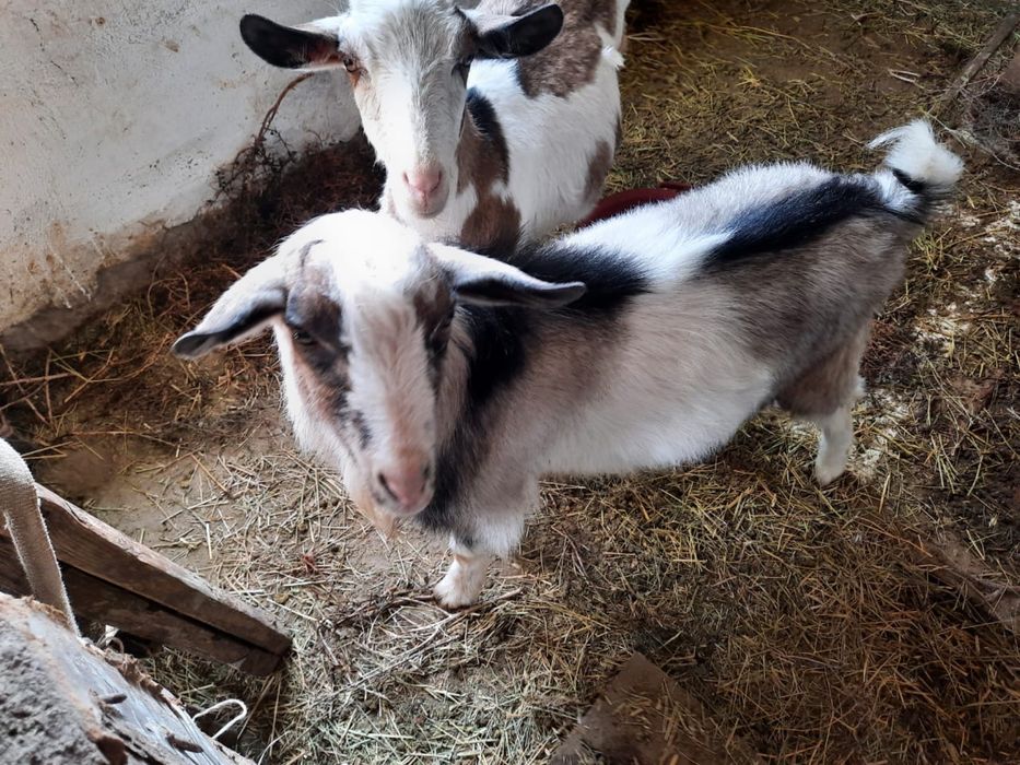 Теке жас сатылады  парода