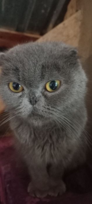 Скотишь фолд кошки