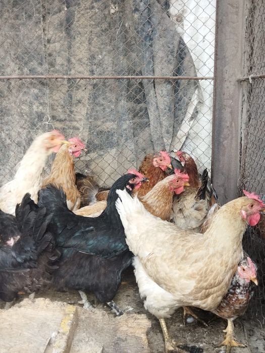 Продам куры домашние