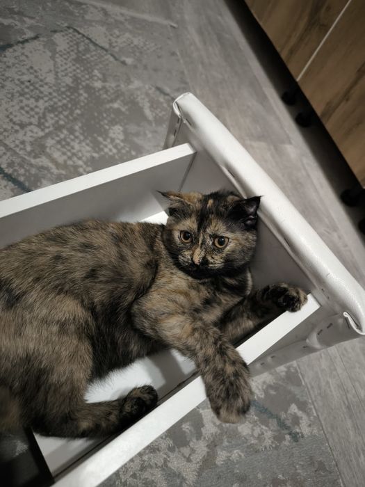 Шотландский котёнок