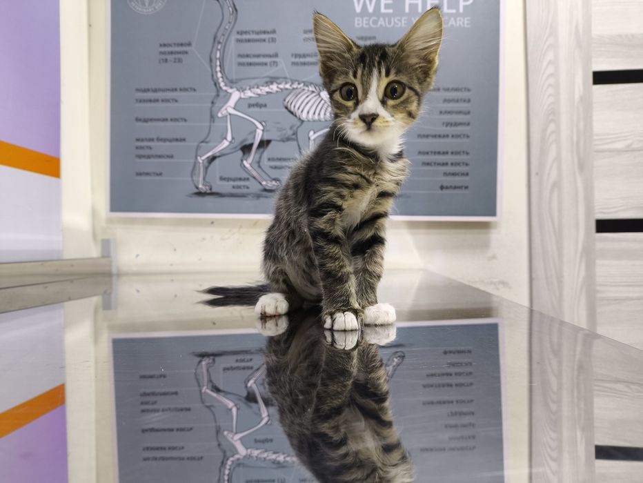 Котята в добрые руки