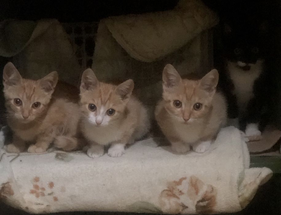Пристриваются котята