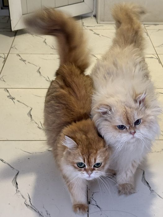 Chinchilla Mushuk Cat