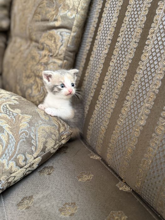 Вислоухие котята
