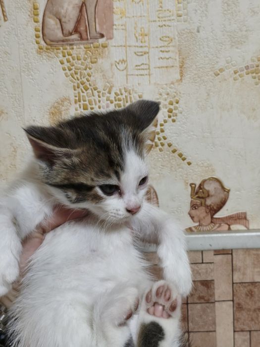 Продам шотландских котят