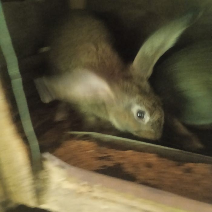 Крольчата породы великан