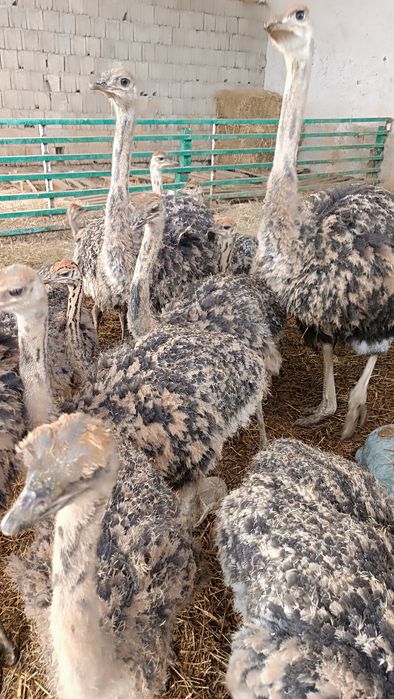 Страсята резерв на весну