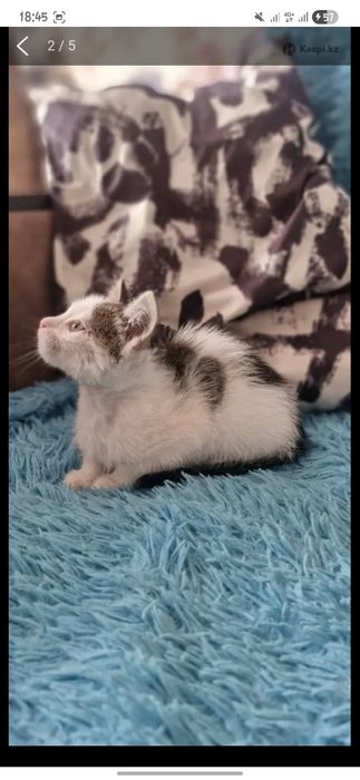 Отдаём котёнка мальчика
