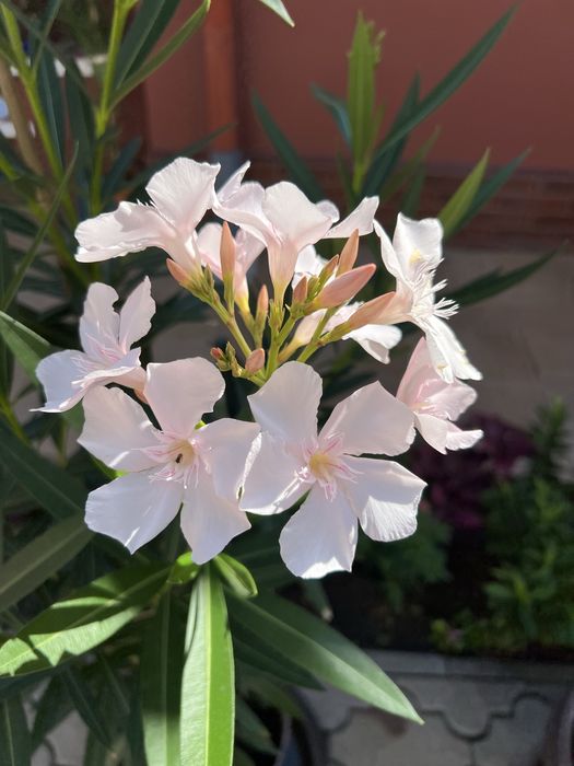 Leandrii toate culorile la 2,5m ,2m