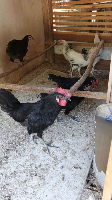 Adler xorozlari bilan hashaki jojala sotiladi