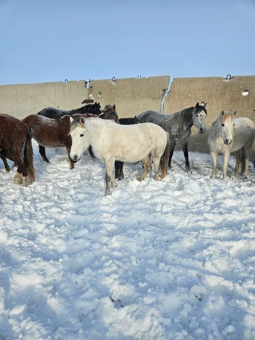 Продам лошадей с жеребятами