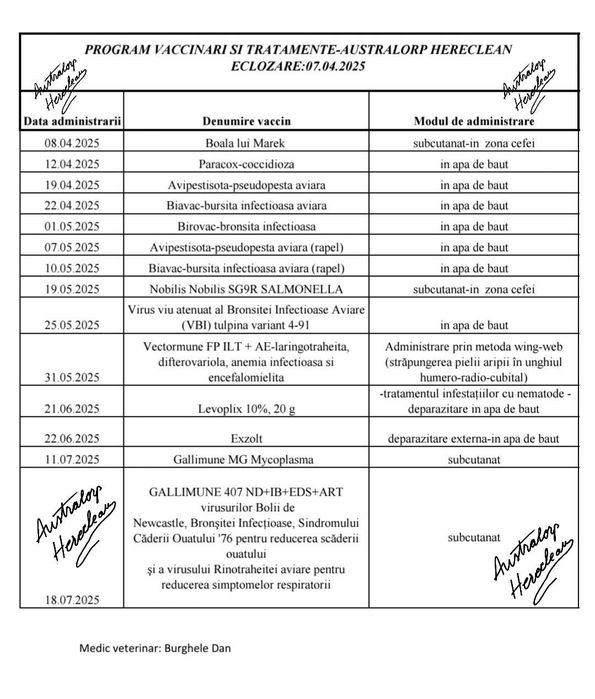 Oua pentru incubat Australorp Negru si Albastru