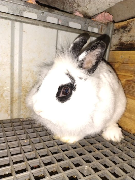 Vând iepurioaică  cap de leu