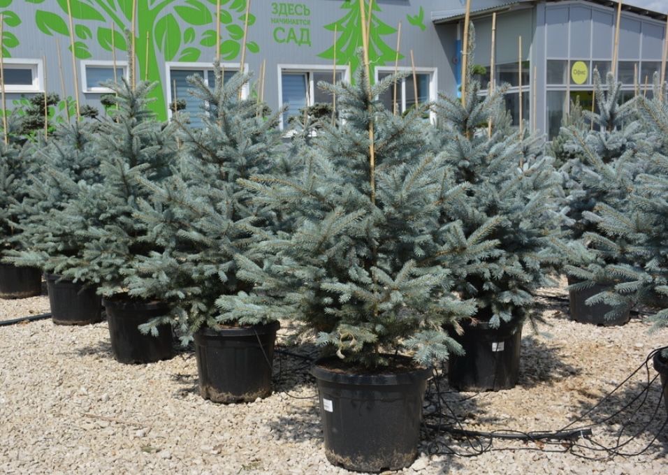 Голубые ели Хупси