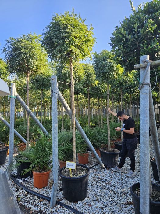 Catalpa (bungei nana calitate extra toate dimensiunile)